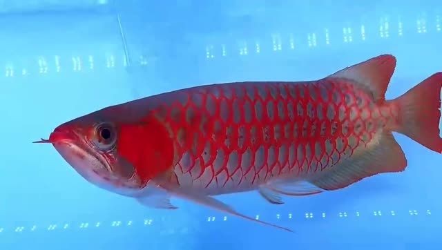 超血紅龍魚20251201，有聲書:超血紅龍魚20251201，超血紅龍魚20251201，神秘有聲書，神秘有聲書，超血紅龍魚20251201