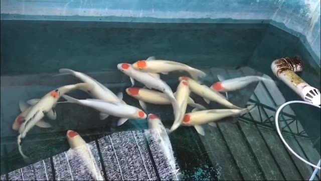 丹頂名貴錦鯉魚：丹頂錦鯉魚成為日本文化中的重要象征之一