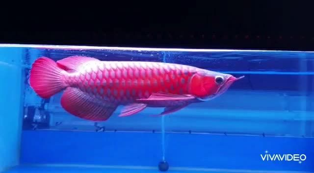 36公分超血紅龍魚，超血紅龍魚，36公分超血紅龍魚，珍稀品種的極致魅力