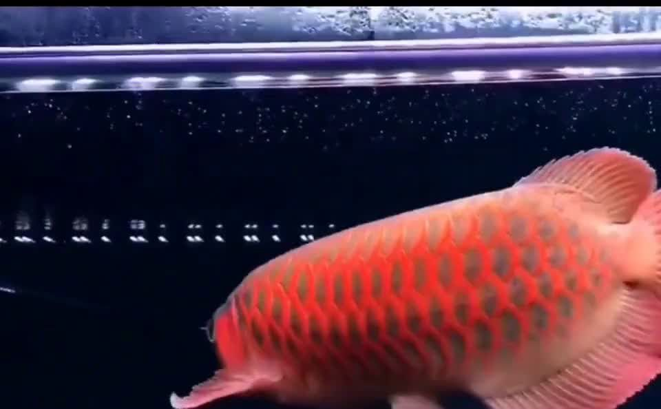 祥龍魚場研發紅龍魚增色飼料,助你擁有最艷麗的紅龍魚，祥龍魚場研發紅龍魚增色飼料，祥龍魚場推出紅龍魚增色飼料，打造極致艷麗紅龍魚，祥龍魚場紅龍魚增色飼料，打造極致艷麗紅龍魚