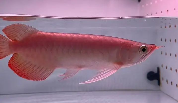 2025精品鯊魚嘴小紅龍，2025精品鯊魚嘴小紅龍2025精品鯊魚嘴小紅龍，2025精品鯊魚嘴小紅龍，獨特設計與非凡魅力