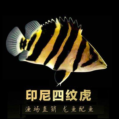 印尼三紋虎混養伴侶魚種推薦，印尼三紋虎與七彩神仙魚混養的水質要求