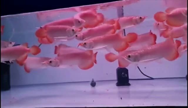 印尼紅龍魚整缸打包批發，印尼紅龍魚批發，印尼紅龍魚整缸批發，優質紅龍魚源頭直供