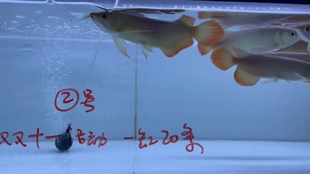 雙11紅龍魚批發(fā)特價秒殺2號缸20條，雙11紅龍魚批發(fā)特價秒殺，雙11紅龍魚批發(fā)特價秒殺，2號缸20條專場，雙11紅龍魚特惠，2號缸20條專場秒殺