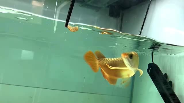 25cm火焰尾小紅龍 #金龍魚紅龍魚，25cm火焰尾小紅龍，25cm火焰尾小紅龍，金龍魚紅龍魚中的璀璨明星，25cm火焰尾小紅龍，金龍魚紅龍魚中的璀璨明星