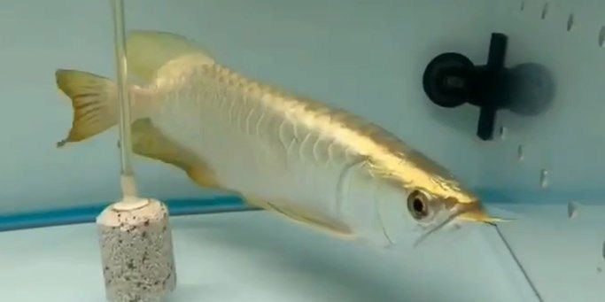 祥龍金禾小龍魚，小龍魚是金禾水產有限公司的旗艦產品，祥龍金禾小龍魚，金禾水產旗艦產品引領品質風潮