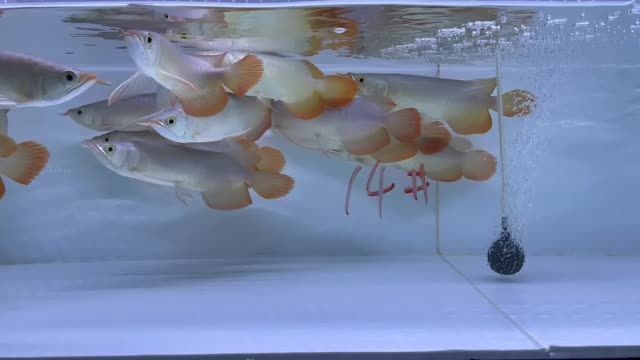 2025雙11紅龍批發特惠14號缸，2025雙11紅龍批發特惠，2025雙11紅龍批發特惠，14號缸專屬鉅惠，2025雙11紅龍批發特惠，14號缸專屬鉅惠