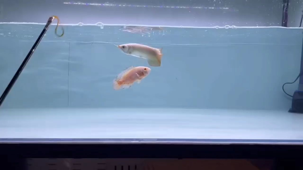 全品紅龍魚大尾巴,全品紅龍魚以其壯觀的大尾巴而聞名,顏色鮮艷奪目,,全品紅龍魚,鮮艷奪目的大尾巴之美,全品紅龍魚,鮮艷奪目的大尾巴之美,全品紅龍魚,鮮艷奪目的大尾巴之美,全品紅龍魚,鮮艷奪目的大尾巴之美,全品紅龍魚,鮮艷奪目的大尾巴之美