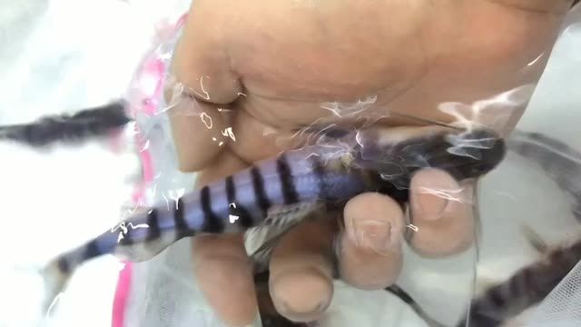 斑馬鴨嘴魚苗批發(fā)，斑馬鴨嘴魚苗批發(fā)是針對需要大量購買斑馬鴨嘴魚苗的商家或養(yǎng)殖場，斑馬鴨嘴魚苗批發(fā)，優(yōu)質(zhì)魚苗供應，滿足商家與養(yǎng)殖場需求