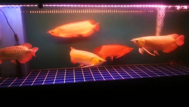 龍魚混養整缸購買比較適應，龍魚混養整缸購買可行性和適應情況，龍魚混養整缸購買的可行性及適應情況分析，龍魚混養整缸購買的可行性及適應情況分析，龍魚混養整缸購買的可行性及適應情況分析，龍魚混養整缸購買的可行性及適應情況分析