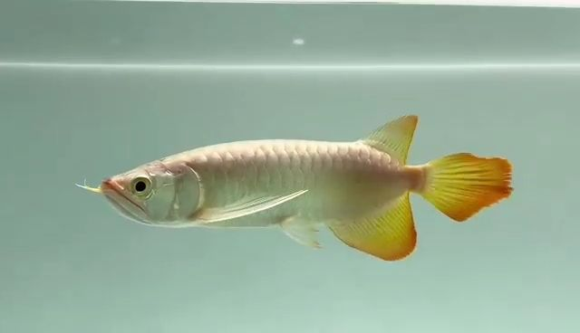 高品質紅龍魚18529433237 祥龍魚場，高品質紅龍魚18529433237祥龍魚場，祥龍魚場，專業提供高品質紅龍魚，聯系電話18529433237，祥龍魚場專業提供高品質紅龍魚，聯系電話18529433237，祥龍魚場專業提供高品質紅龍魚，聯系電話18529433237，祥龍魚場專業提供高品質紅龍魚，聯系電話18529433237，祥龍魚場專業提供高品質紅龍魚，聯系電話18529433237，祥龍魚場專業提供高品質紅龍魚，聯系電話18529433237