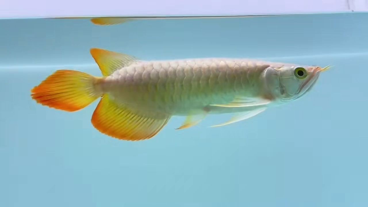 精品紅龍魚20251026,2025年10月26日精品紅龍魚養殖方法及注意事項,2025年精品紅龍魚高效養殖指南與關鍵注意事項,2025精品紅龍魚高效養殖指南與關鍵注意事項,2025精品紅龍魚高效養殖指南與關鍵注意事項,2025精品紅龍魚高效養殖指南與關鍵注意事項,2025精品紅龍魚高效養殖指南與關鍵注意事項,2025精品紅龍魚高效養殖指南與關鍵注意事項,2025精品紅龍魚高效養殖指南與關鍵注意事項