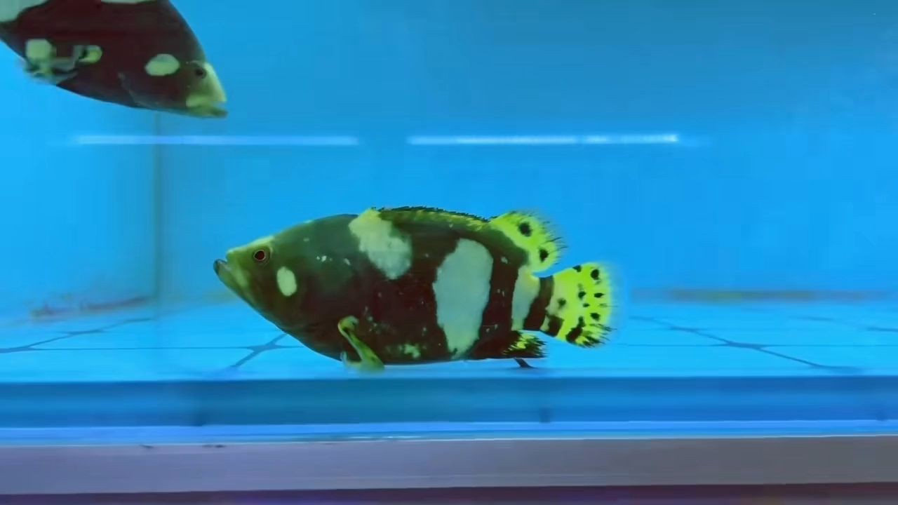 天然短身花尾躉一個，天然短身花尾躉是一種什么魚，揭秘天然短身花尾躉，這種魚有何獨特之處？，揭秘天然短身花尾躉，這種魚有何獨特之處？，揭秘天然短身花尾躉的獨特之處，揭秘天然短身花尾躉的獨特之處