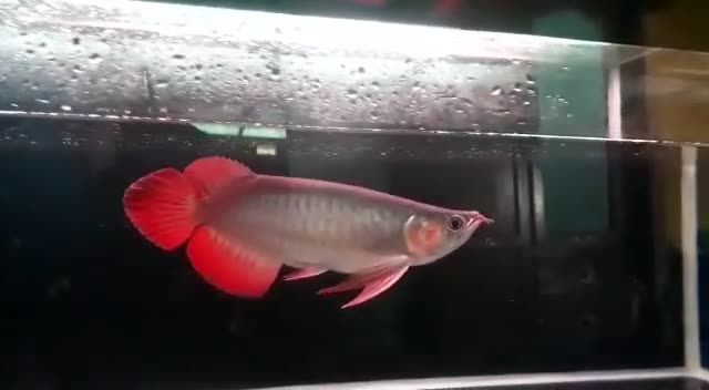大湖紅龍魚特點就是漂亮，大湖紅龍魚以其鮮艷的紅色鱗片和優雅的姿態而聞名，大湖紅龍魚，鮮艷紅鱗與優雅姿態的完美結合，大湖紅龍魚，鮮艷紅鱗與優雅姿態的完美結合