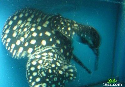 魟魚斷尾影響繁殖嗎：魟魚斷尾會影響繁殖嗎