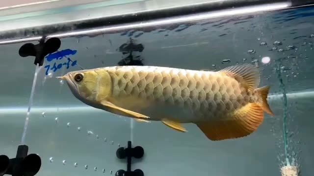 大過背體型霸氣,大過背體型是一種充滿魅力的體態,大過背體型的霸氣魅力,大過背體型的霸氣魅力,展現非凡體態風采,大過背體型的霸氣魅力,展現非凡體態風采,大過背體型,霸氣魅力與非凡體態風采的完美展現