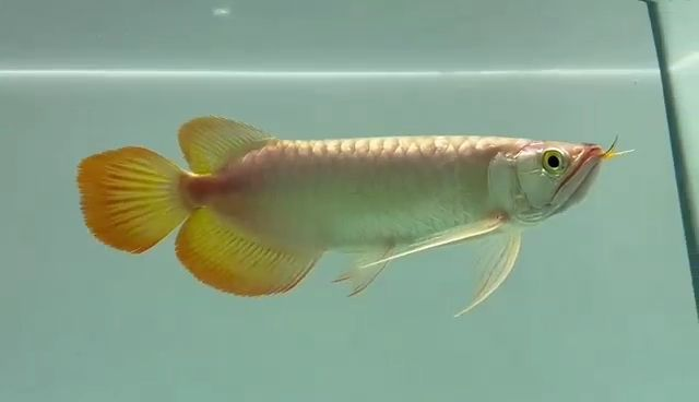 祥龍紅龍魚，頂級品種鑒賞與飼養(yǎng)指南，頂級祥龍紅龍魚鑒賞與飼養(yǎng)全攻略，頂級祥龍紅龍魚鑒賞與飼養(yǎng)全攻略，頂級祥龍紅龍魚鑒賞與飼養(yǎng)全指南