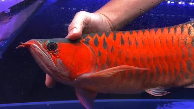2025超血紅龍魚：2025年超血紅龍魚市場上出現了一種非常受歡迎的觀賞魚