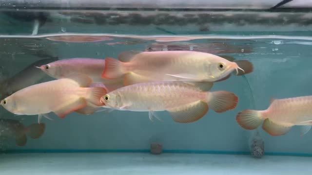 印尼紅龍魚：印尼紅龍魚是一種在印度尼西亞廣泛飼養(yǎng)的觀賞魚類