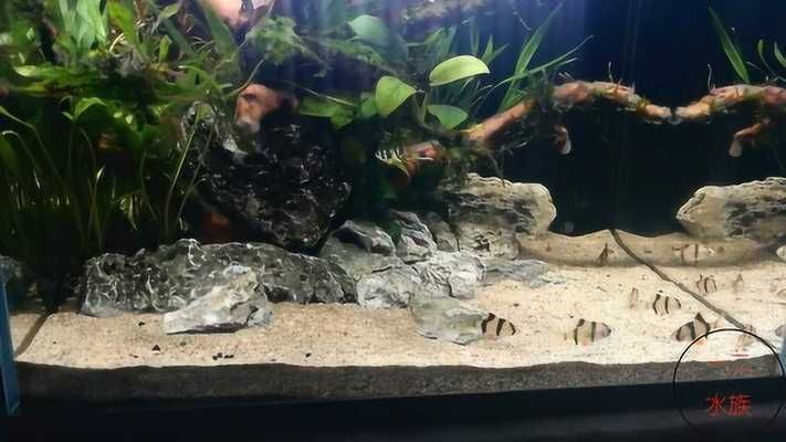 魟魚顏色變淺原因有哪些：魟魚的顏色變淺原因有哪些