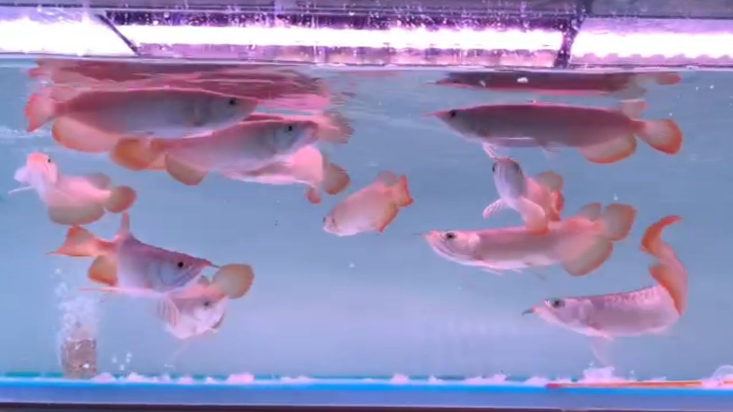 頂級珍貴包邊尾 魚場長期穩定現貨：頂級珍貴包邊尾魚場長期穩定現貨