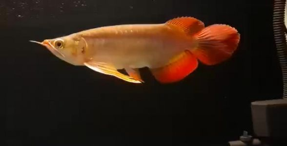 大尾巴紅龍魚，飄逸尾鰭，彰顯熱帶魚王者風范