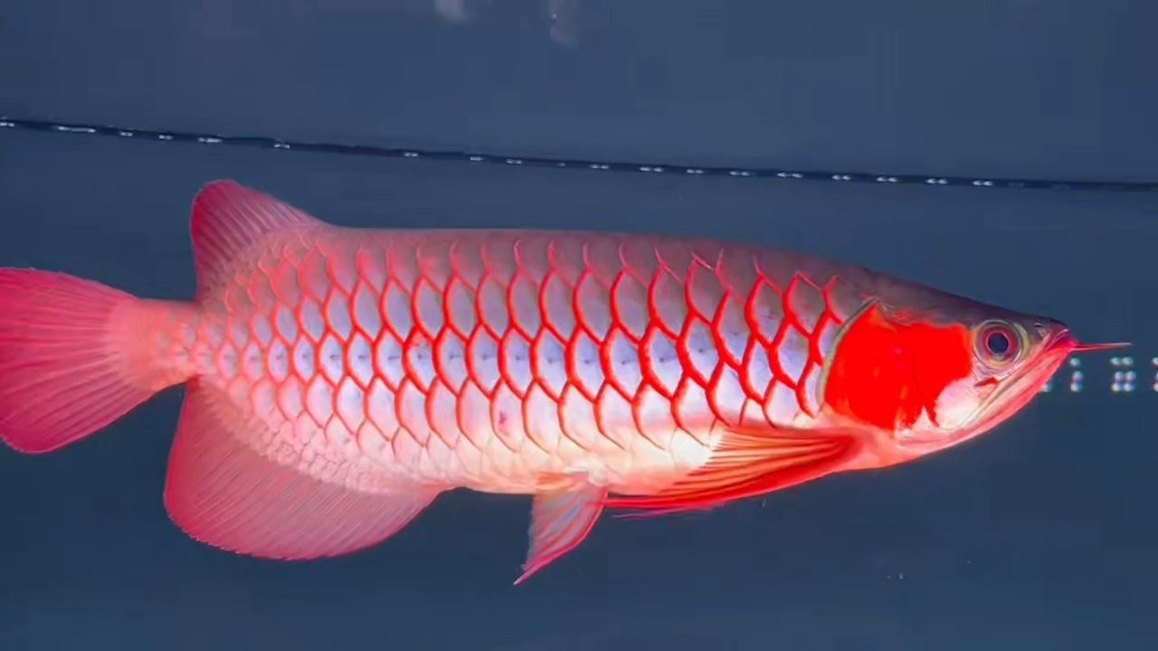 詳細閱讀:40公分超血紅龍魚2025:40公分超血紅龍魚 40公分超血紅龍魚2025:40公分超血紅龍魚