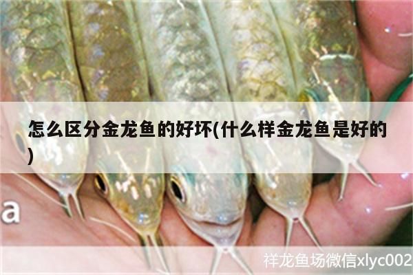 怎么區(qū)分金龍魚(yú)的好壞(什么樣金龍魚(yú)是好的)