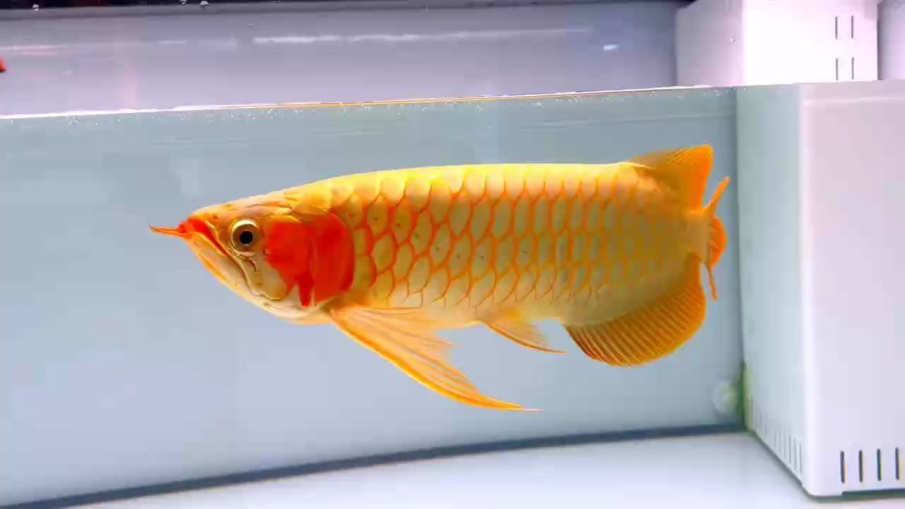 賽級紅龍魚2025：賽級紅龍魚怎么樣？