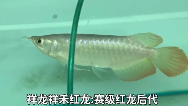 祥龍祥禾紅龍魚-賽級紅龍魚后代：“祥龍祥禾”的紅龍魚后代，具有強大的生命力和適應力