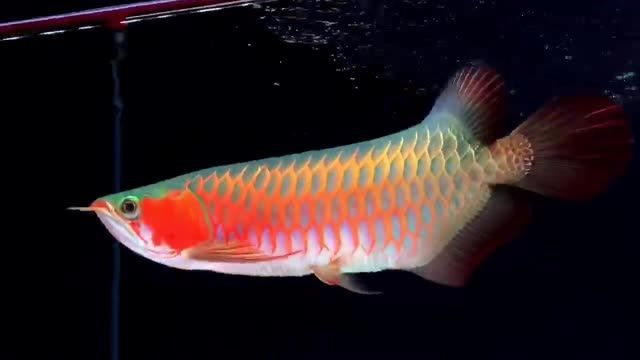 綠底辣椒紅龍魚，綠底辣椒紅龍魚的獨特魅力與鑒賞指南，綠底辣椒紅龍魚，獨特魅力與鑒賞指南