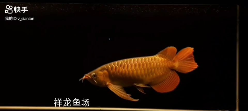 精品大湖紅龍魚,——精品大湖紅龍魚,精品大湖紅龍魚,鑒賞與選購指南,精品大湖紅龍魚鑒賞與選購指南,精品大湖紅龍魚鑒賞與選購指南,精品大湖紅龍魚鑒賞與選購指南