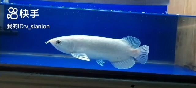 看看這個稀有龍魚，極為稀有的龍魚——紅鰭龍，罕見紅鰭龍魚，揭秘極為稀有的龍魚品種，揭秘罕見紅鰭龍魚，全球稀有龍魚品種探秘，全球罕見紅鰭龍魚，揭秘稀有龍魚品種，全球罕見紅鰭龍魚，揭秘稀有龍魚品種
