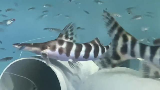 斑馬鴨嘴魚20250930:斑馬鴨嘴魚