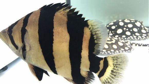 泰虎魚疾病預防措施，泰虎魚常見疾病早期癥狀預防措施，泰虎魚混養(yǎng)搭配技巧 泰虎魚疾病預防措施，泰虎魚常見疾病早期癥狀預防措施，泰虎魚混養(yǎng)搭配技巧 虎魚百科 第2張