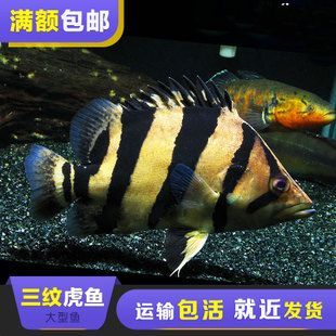 泰虎魚疾病預防措施，泰虎魚常見疾病早期癥狀預防措施，泰虎魚混養(yǎng)搭配技巧 泰虎魚疾病預防措施，泰虎魚常見疾病早期癥狀預防措施，泰虎魚混養(yǎng)搭配技巧 虎魚百科 第4張