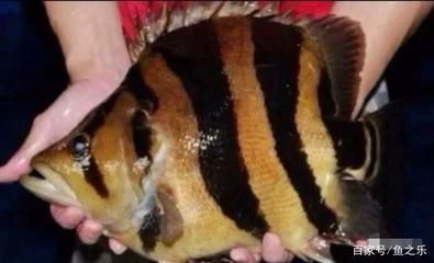 泰虎魚疾病預防措施，泰虎魚常見疾病早期癥狀預防措施，泰虎魚混養(yǎng)搭配技巧 泰虎魚疾病預防措施，泰虎魚常見疾病早期癥狀預防措施，泰虎魚混養(yǎng)搭配技巧 虎魚百科 第6張