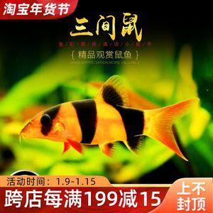 龍魚缸放什么工具魚，龍魚工具魚的選擇