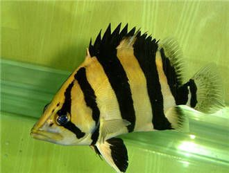 虎魚飼養環境要求，虎魚的飼養環境要求