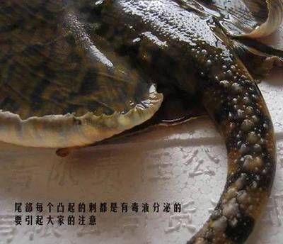 魟魚尾刺脫落幾次成熟：魟魚的尾刺脫落幾次成熟 魟魚尾刺脫落幾次成熟：魟魚的尾刺脫落幾次成熟 魟魚百科 第4張