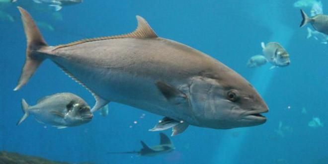 球鯊魚在生態(tài)系統(tǒng)中的作用，球鯊魚在生態(tài)系統(tǒng)中扮演著什么角色？