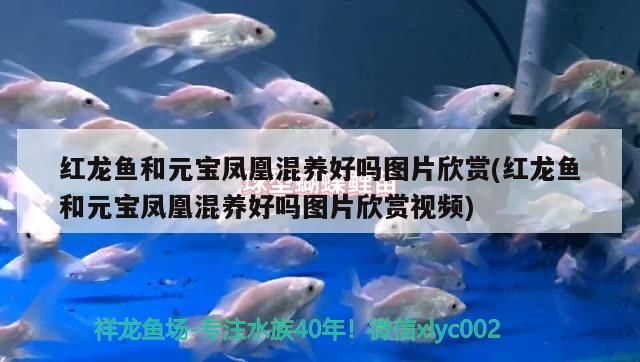 紅龍魚和元寶鳳凰混養好嗎圖片欣賞(紅龍魚和元寶鳳凰混養好嗎圖片欣賞視頻) 紅龍魚和元寶鳳凰混養好嗎圖片欣賞(紅龍魚和元寶鳳凰混養好嗎圖片欣賞視頻) 元寶鳳凰魚百科 第3張