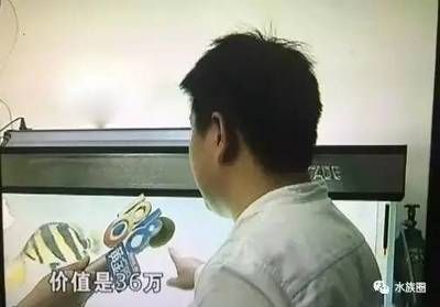 如何辨別泰國虎魚的真偽？，如何辨別泰國虎魚的真偽