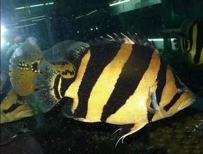 金龍魚跟元寶鳳凰混養好嗎：金龍魚和元寶鳳凰混養好嗎