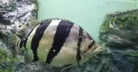 金龍魚跟元寶鳳凰混養好嗎：金龍魚和元寶鳳凰混養好嗎
