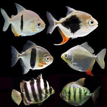 虎紋銀板魚食物選擇指南，虎紋銀板魚的食物選擇指南 虎紋銀板魚食物選擇指南，虎紋銀板魚的食物選擇指南 虎魚百科 第5張
