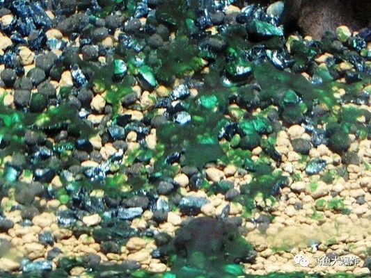 如何防止水族箱內水藻泛濫，防止水族箱內水藻泛濫的方法