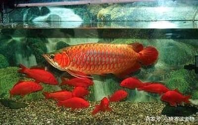 金龍魚魚缸尺寸多大合適，金龍魚的魚缸尺寸選擇