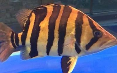 泰國虎魚市場價值與稀有度關系，泰國虎魚市場價值與稀有度密切相關，泰國虎魚價值與其稀有度密切 泰國虎魚市場價值與稀有度關系，泰國虎魚市場價值與稀有度密切相關，泰國虎魚價值與其稀有度密切 虎魚百科 第1張