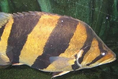 泰國虎魚市場價值與稀有度關系，泰國虎魚市場價值與稀有度密切相關，泰國虎魚價值與其稀有度密切 泰國虎魚市場價值與稀有度關系，泰國虎魚市場價值與稀有度密切相關，泰國虎魚價值與其稀有度密切 虎魚百科 第6張